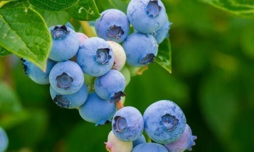 Likapa Fidanı Özellikleri