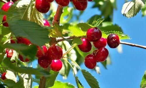 Napolyon Kiraz Fidanı Çeşitleri