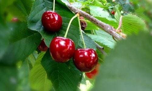 Napolyon Kiraz Fidanı Satışı