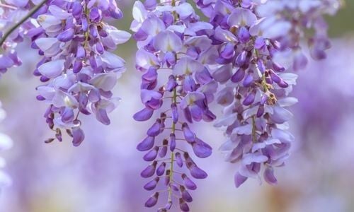 Mor Salkım Çiçeği Özellikleri