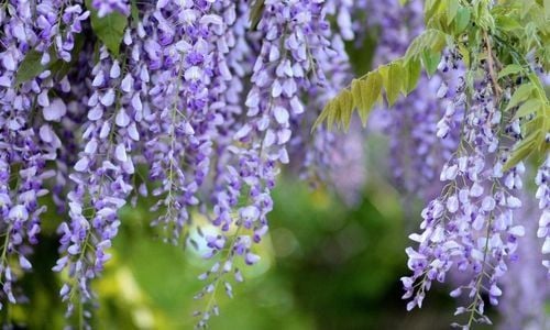 Mor Salkım Çiçeği Satışı