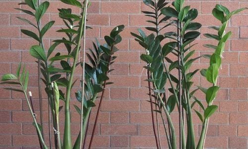 Zamia Çiçeği Özellikleri