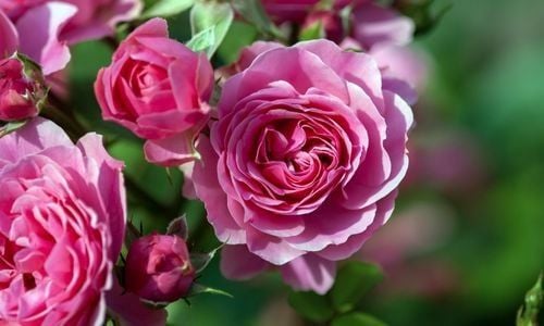 Yediveren Gül Ne Zaman Dikilir?