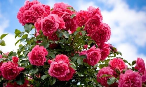 Yediveren Sarmaşık Gül Fidanı Bakımı