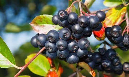 Nero Aronya Fidanı Bakımı