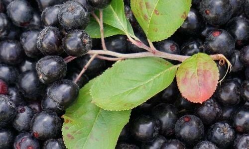 NeroAronya Fidanı Çeşitleri