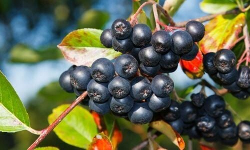 Nero Aronya Fidanı Özellikleri