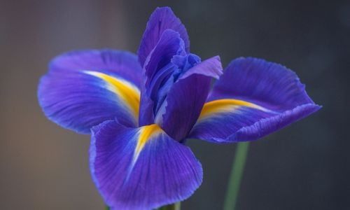  Mezarlık Çiçekleri Bakımı