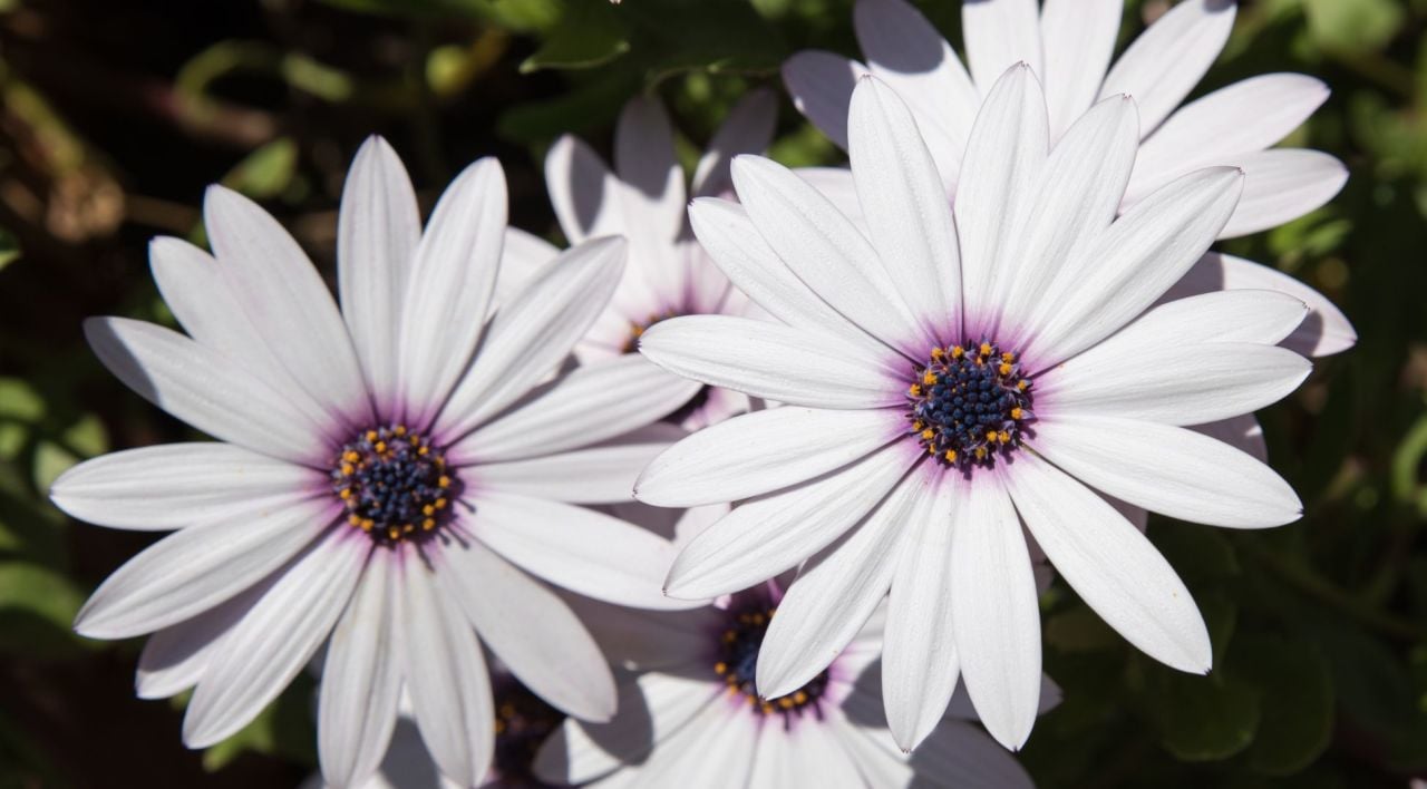 Bodrum Papatyası Genel Özellikleri