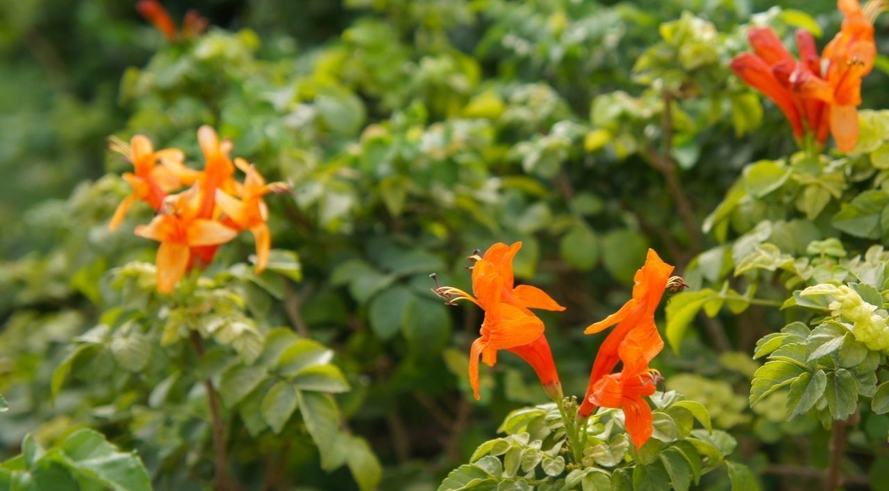 Bodur Acem Borusu Satışı