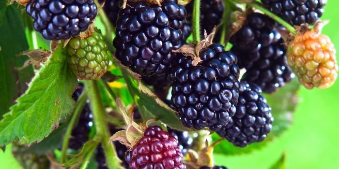 Böğürtlen Fidanı Bakımı