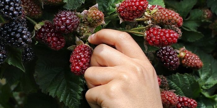 Böğürtlen Fidanı Çeşitleri