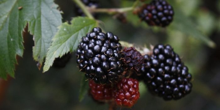 Böğürtlen Fidanı Fiyatı