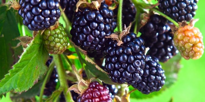 Tüplü Jumbo Böğürtlen Fidanı Satışı