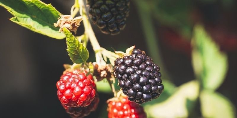 Tüplü Jumbo Böğürtlen Fidanı Özellikleri