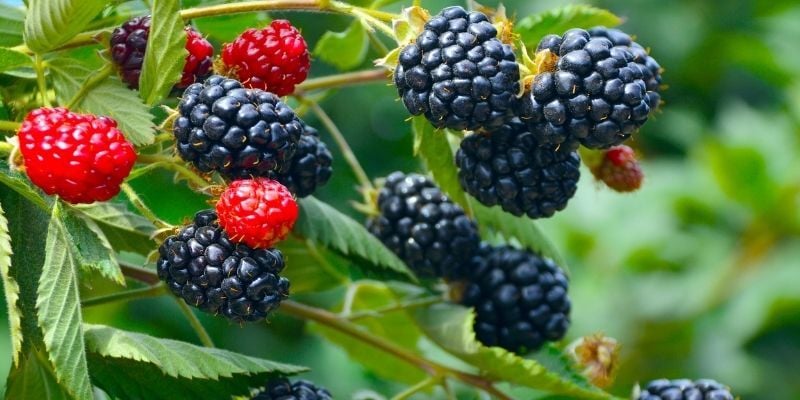 Tüplü Jumbo Böğürtlen Fidanı Çeşitleri