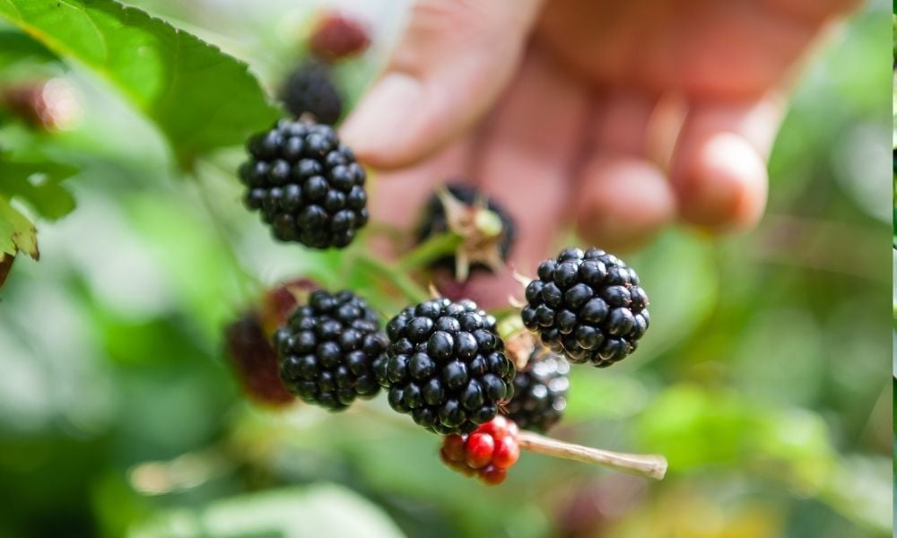 Böğürtlen Fidanı Bakımı