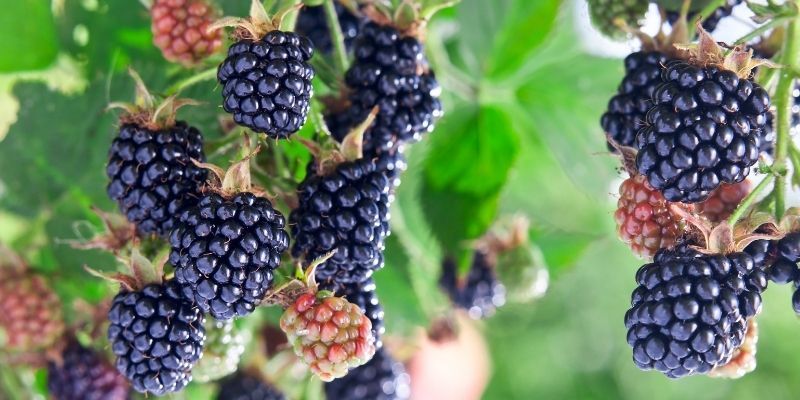 Tüplü Jumbo Böğürtlen Fidanı Fiyatı