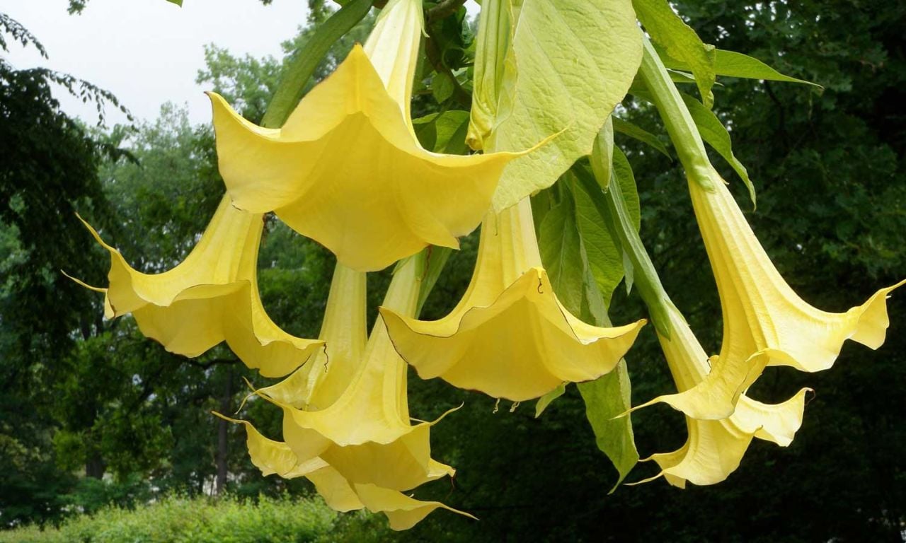 Boru Çiçeği Çeşitleri Nelerdir