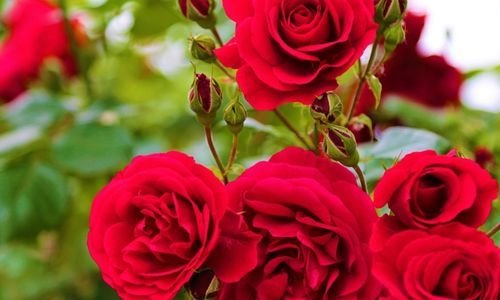 Bulgar Gülü Çeşitleri