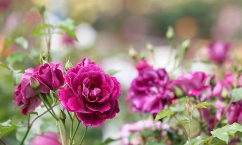 Bulgar Gülü Fidanı Bakımı