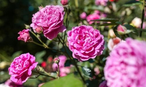 Bulgar Gülü Fiyatı