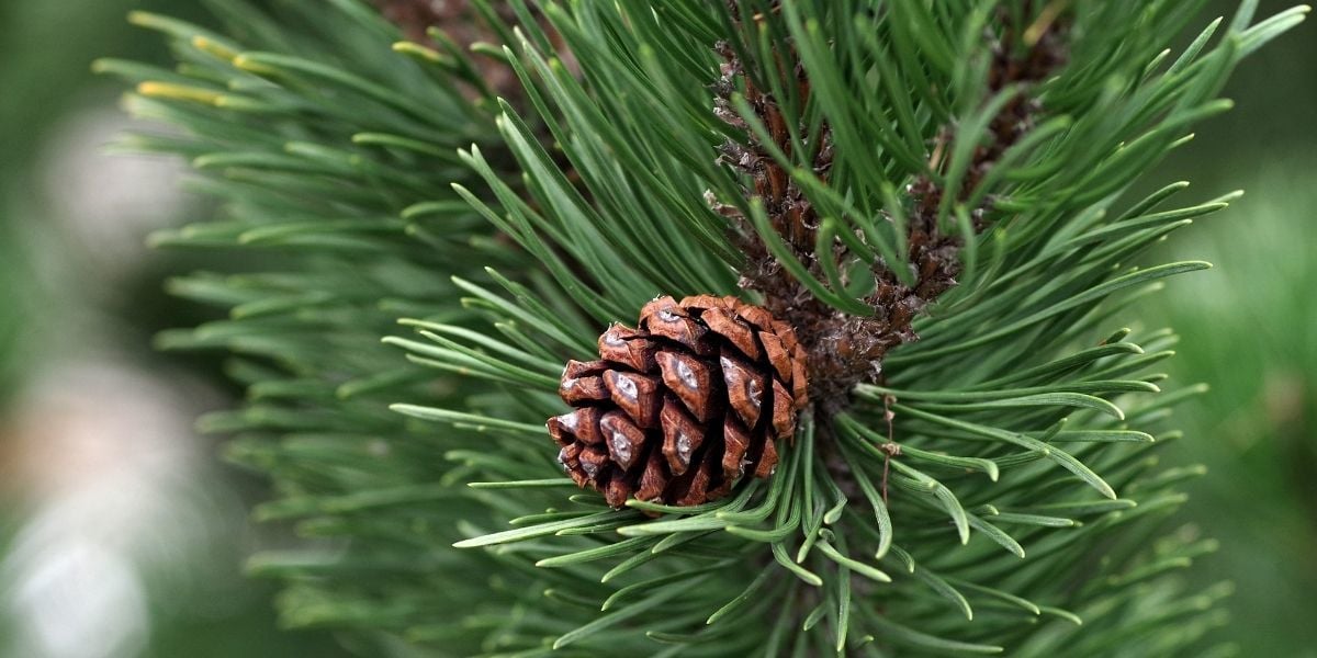 Karaçam Ağacı Özellikleri