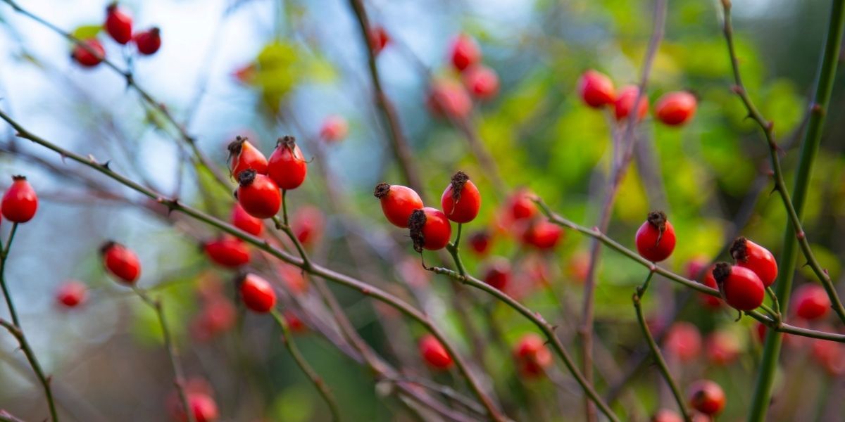 Kuşburnu Fidanı Dikimi