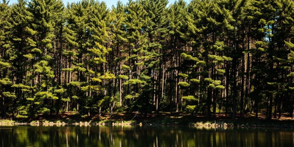 Kızılçam Ağacı Özellikleri