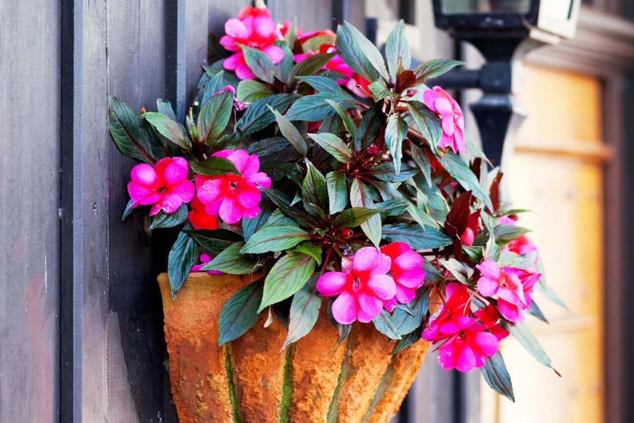 Cam Güzeli Çiçeği Bakımı