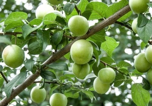 Can Eriği Fidanı Çeşitleri