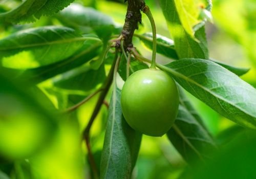 Can Eriği Fidanı Fiyatı