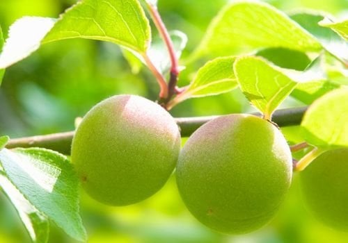 Can Eriği Fidanı Özellikleri