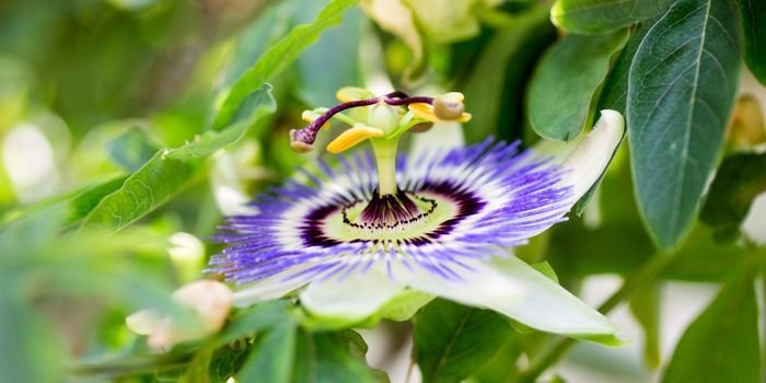 Çarkıfelek Fidanı Bakımı