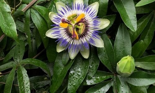 Çarkıfelek Çiçeği Nereden Alınır?