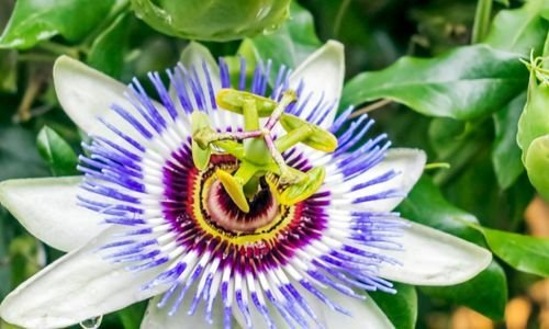 Çarkıfelek Çiçeği Nasıl Budama Yapılır?