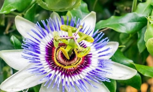 Çarkıfelek Çiçeği Özellikleri