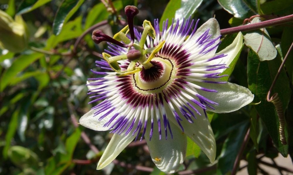 Çarkıfelek (Passiflora) Çiçeği Satışı