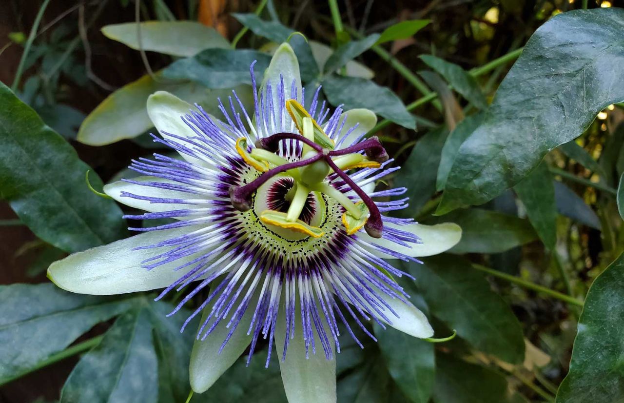 Çarkıfelek Çiçeği Nasıl Yetiştirilir