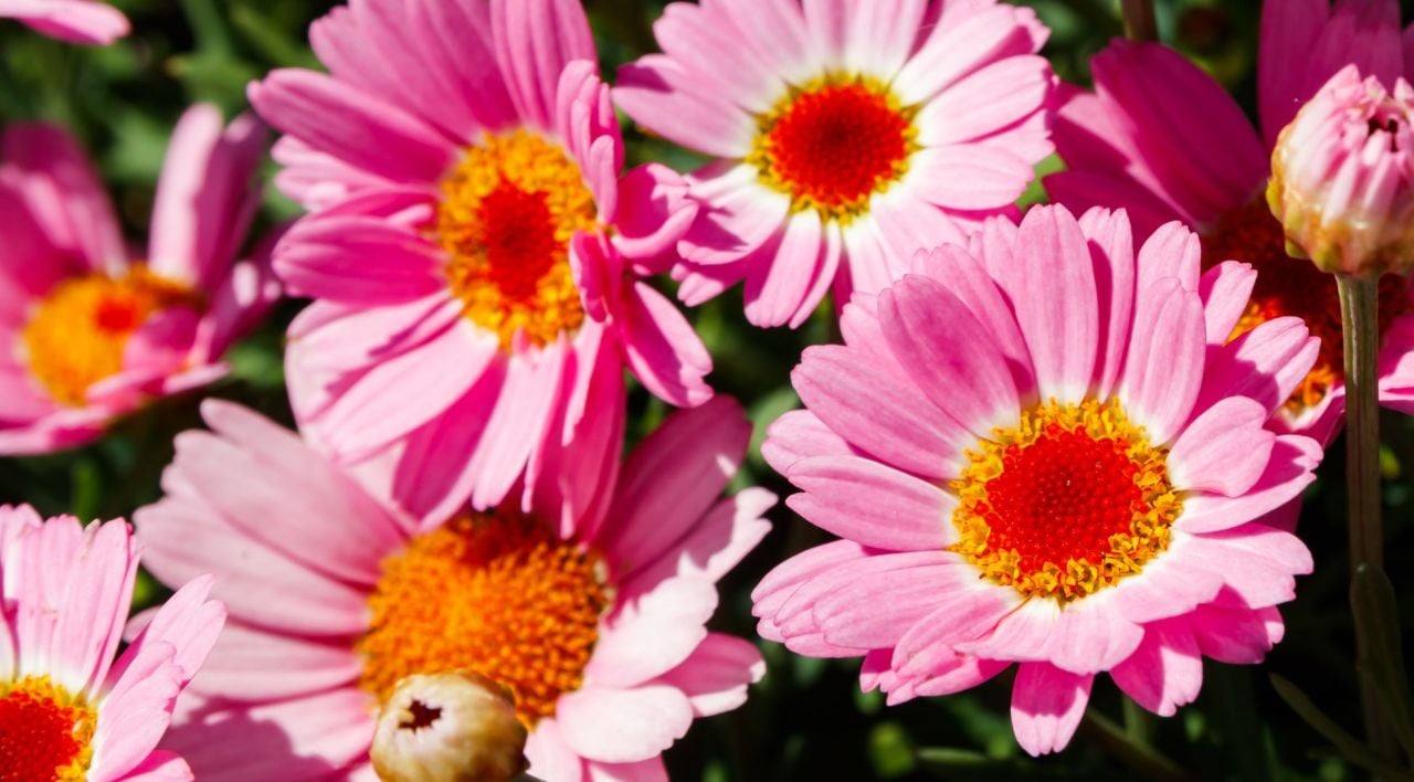 Çeşme Papatyası Genel Özellikleri