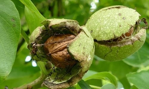 Chandler Ceviz Fidanı Çeşitleri