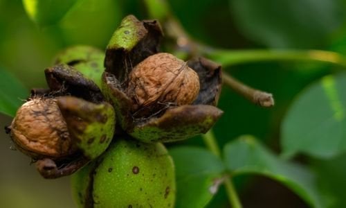Ceviz Fidanı Bakımı