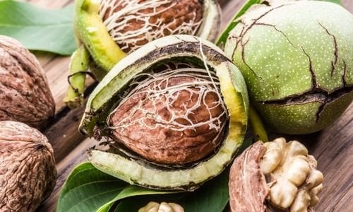 Ceviz Fidanı Çeşitleri