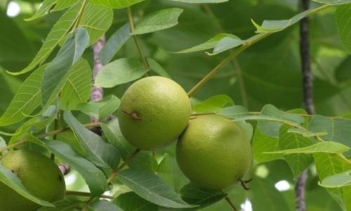 Ceviz Fidanı Fiyatı