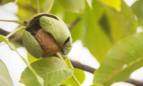 Ceviz Fidanı Özellikleri