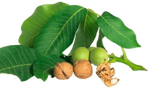 Cevizi Fidanı Satışı