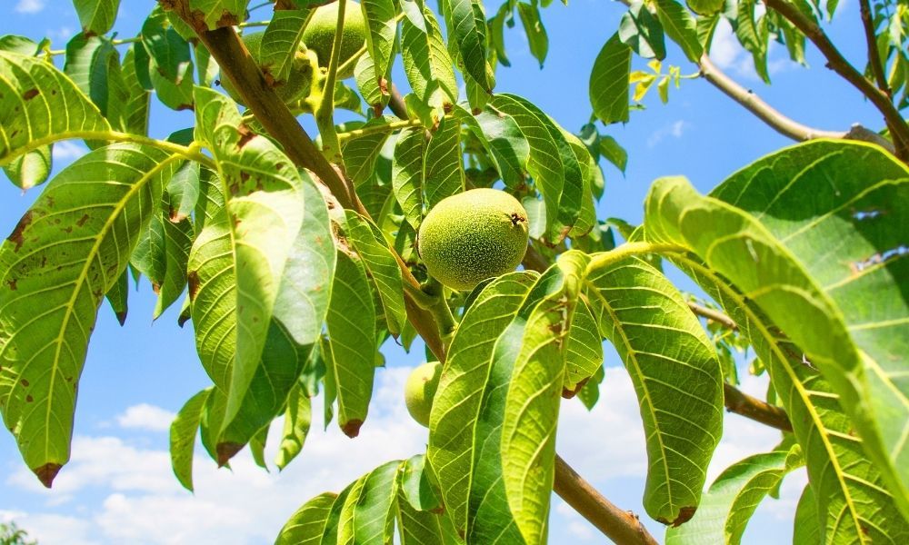 Ceviz Fidanı Bakımı