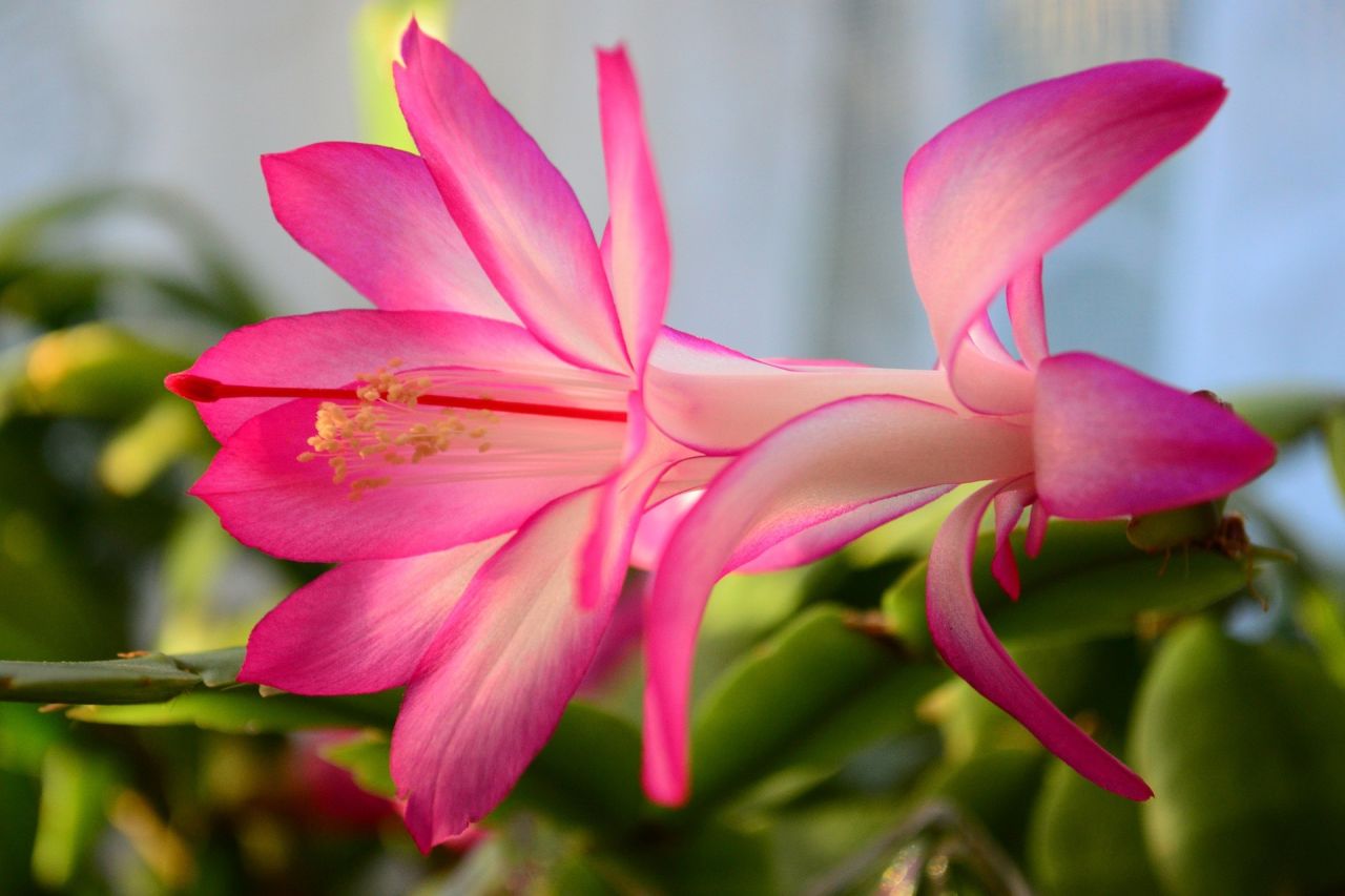 Yılbaşı Çiçeği Bakımı