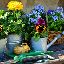 Fidan Nasıl Dikilir