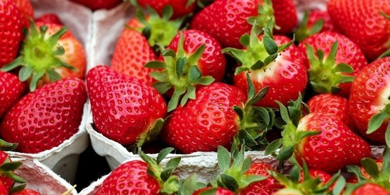 Tüplü Festival Çilek Fidesi Bakımı